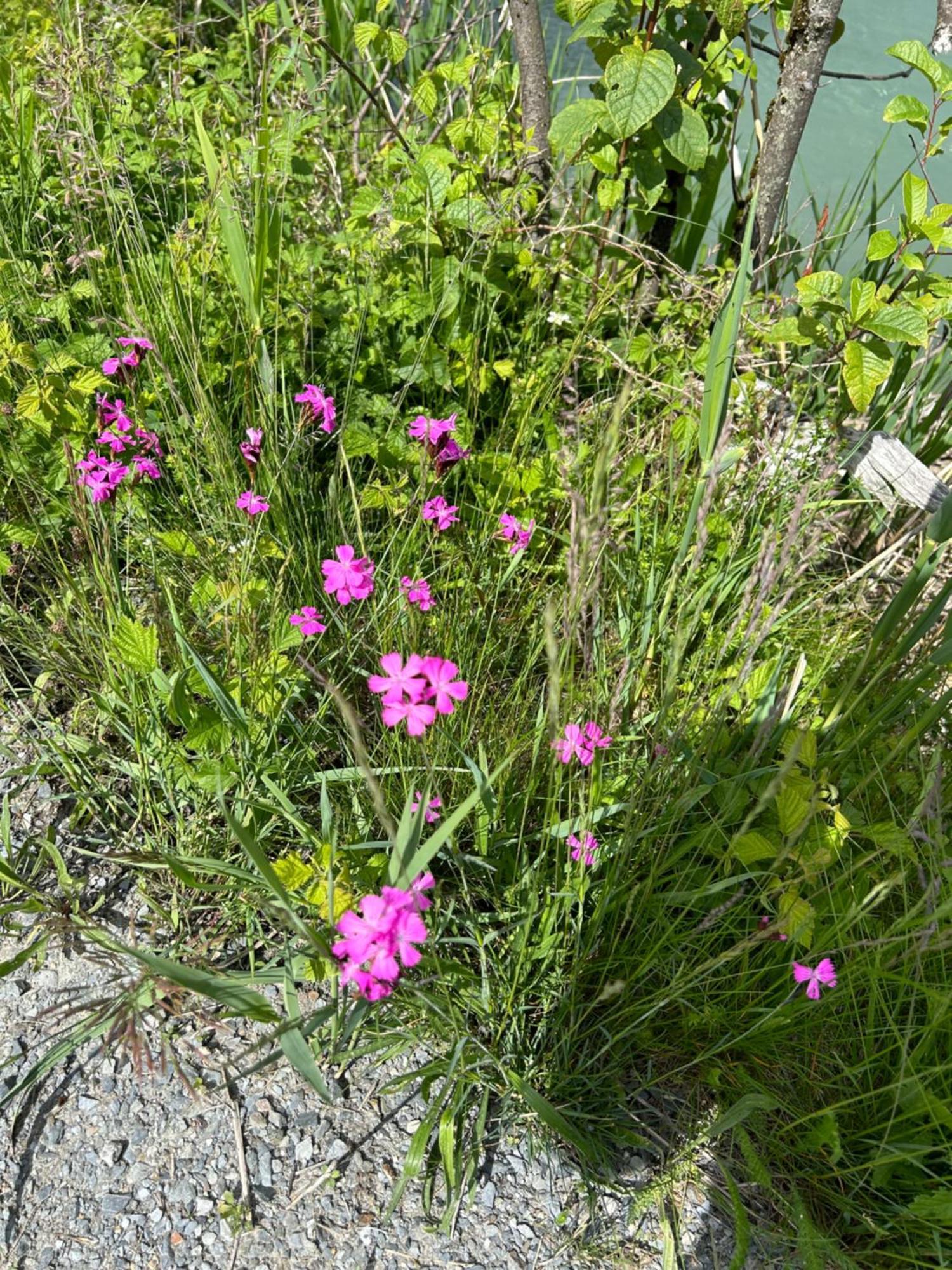Haus Laubreuter Διαμέρισμα Kaprun Εξωτερικό φωτογραφία